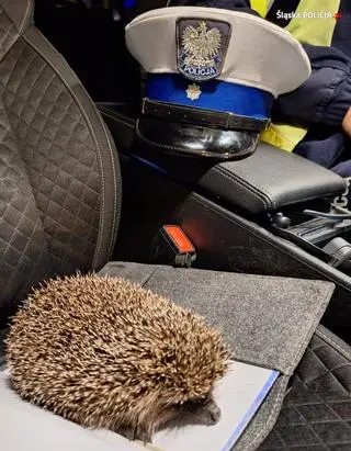 Jeż bezpiecznie opuścił autostradę