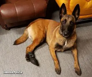 Kiedy słyszy muzykę z "Psiego patrolu", natychmiast siada przed telewizorem