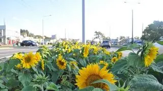 Kwiatów jest tysiące