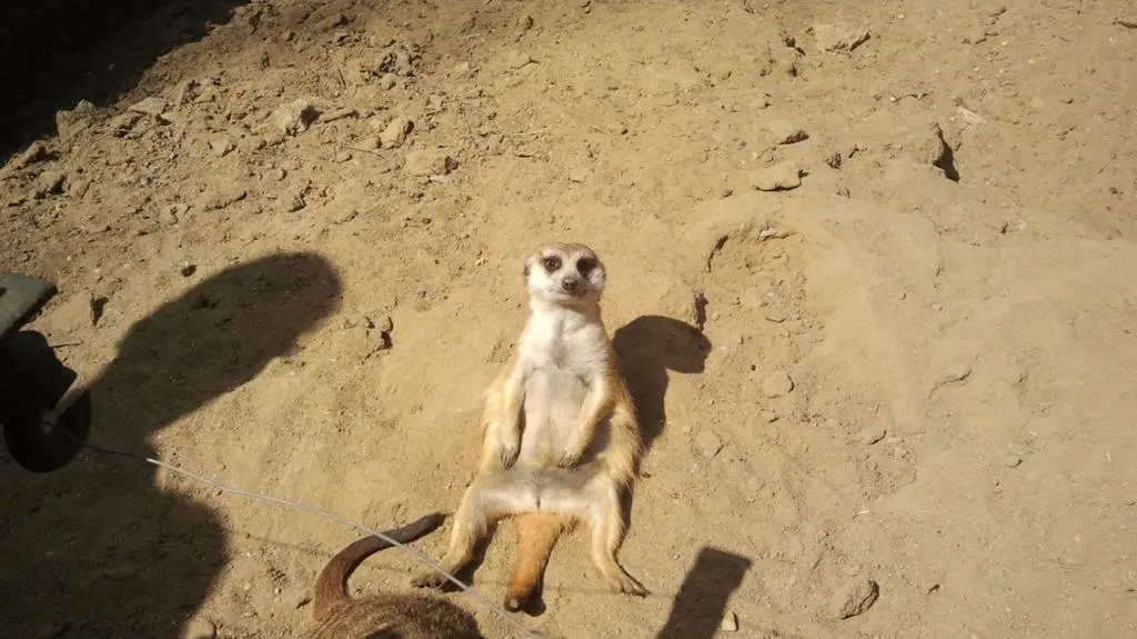 Leniwe popołudnie w zoo
