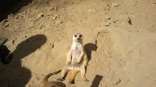 Leniwe popołudnie w zoo