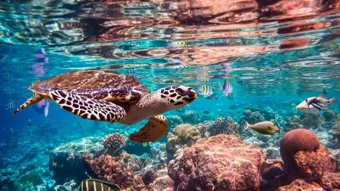 shutterstock_587440562