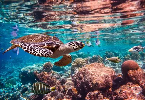 Żółwie noszą na sobie ślady zmian zachodzących w oceanach