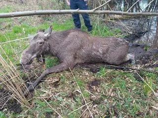 Psy ścigały łosia. Tragiczny finał incydentu