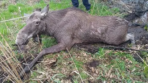Psy ścigały łosia. Tragiczny finał incydentu