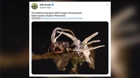 Fioletowy grzyb infekuje i zabija pająki. To kuzyn grzyba zombie z "The Last of Us"