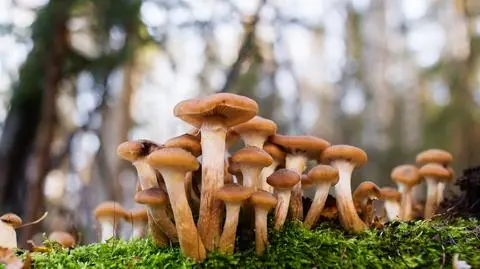 grzyb grzyby opienki shutterstock_501633607