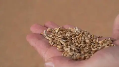 Rząd szuka sposobu na zbożowy kryzys