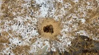 Dziki śpią wtulone w siebie