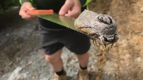 Ćma gigant znaleziona na terenie szkoły. Rozpiętość jej skrzydeł to aż ćwierć metra