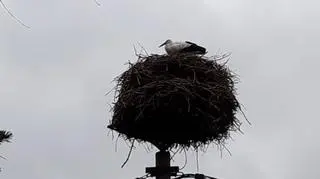 Bocian pojawił się już w lutym w Bydgoszczy