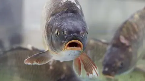 karp shutterstock_2195281095