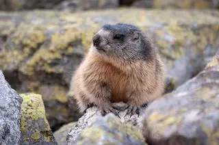 Świstak tatrzański (Marmota marmota latirostris) - zdj. przykładowe