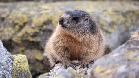Świstak tatrzański (Marmota marmota latirostris) - zdj. przykładowe