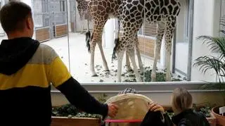 Wszystkie osobniki są samcami