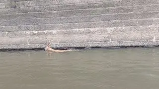 Koziołek sarny wpadł do wody, z pomocą ruszyli policjanci 