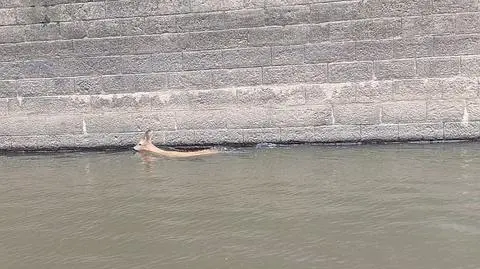 Koziołek sarny wpadł do wody, z pomocą ruszyli policjanci 