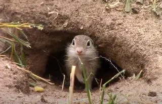 Akcja odławiania susłów odbywa się w poznańskim zoo co roku