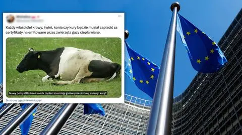 Rolnik zapłaci za emisję gazów przez krowę, świnię, kurę? Nieprawda