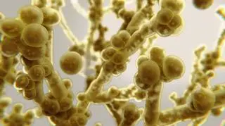 Candida auris 