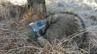 Śmieci w lesie mogą być pułapką
