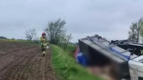 Samochód przewożący martwą trzodę chlewną wjechał do rowu
