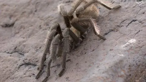 tarantula pajak shutterstock_2203915407