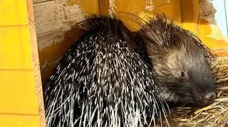 Jeżozwierz Stasiu został złapany. Wrócił do swojej wybranki Halyny