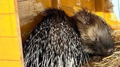 Jeżozwierz Stasiu został złapany. Wrócił do swojej wybranki Halyny