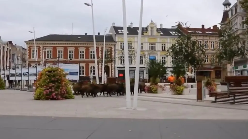 Dziki znowu pojawiły się w Świnoujściu. Tym razem zwiedzały plac Wolności