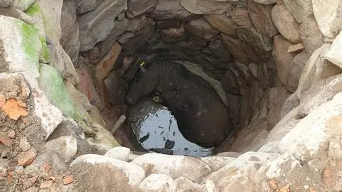 Byk wpadł do studni