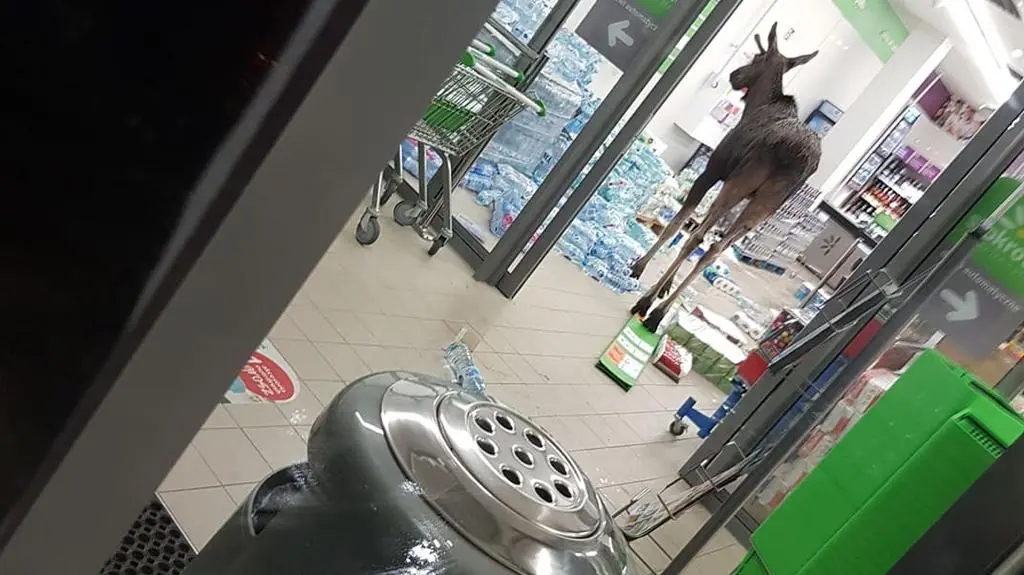 Łoś na zakupach w sklepie samoobsługowym