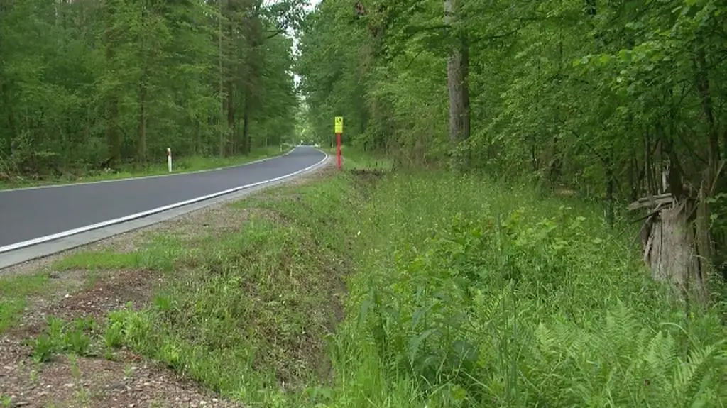 Komisja Europejska rozpoczęła postępowanie ws. Puszczy Białowieskiej