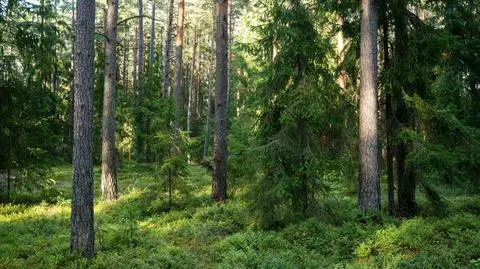 Las, drzewo, a pod nim mężczyzna z raną szyi. Poszło o kobietę 