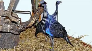 Perlice sępie - para już razem 