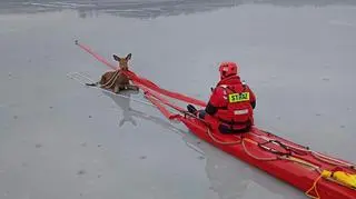 Strażacy uratowali jelenia, pod którym załamał się lód