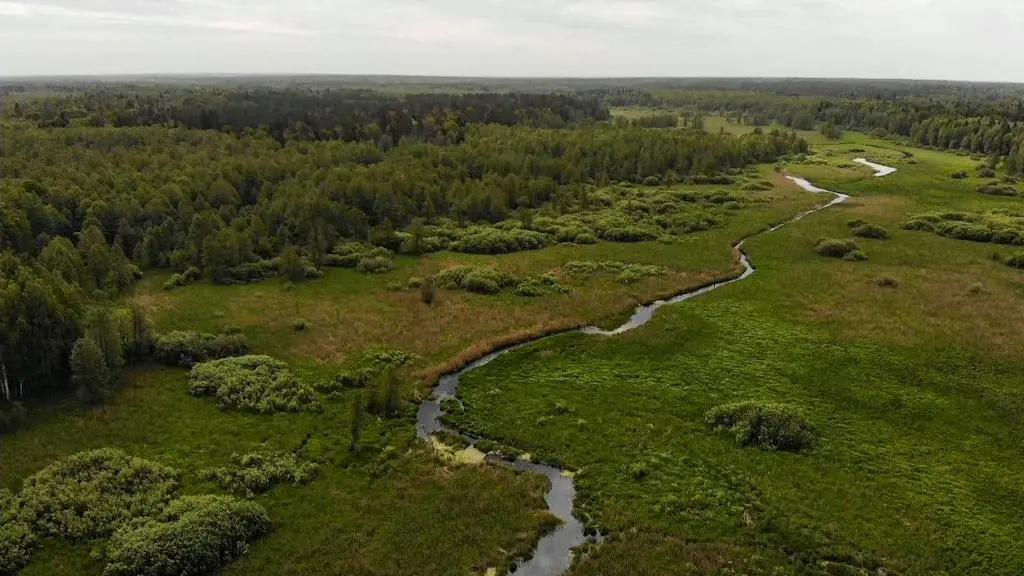 Puszcza Białowieska
