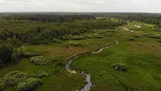 Puszcza Białowieska