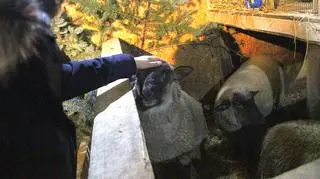 Żywa szopka w Świnach koło Koluszek