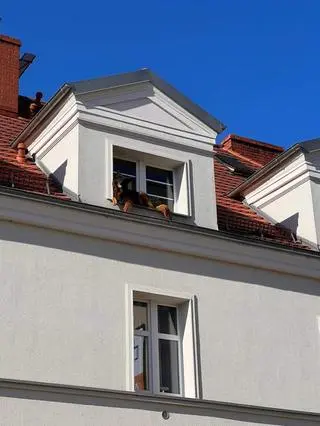 Pies wypadł z okna w Gliwicach