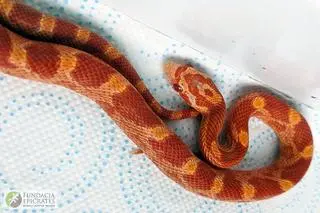 Okazało się, że to młody wąż zbożowy, który jest bardzo popularny w domowych hodowlach