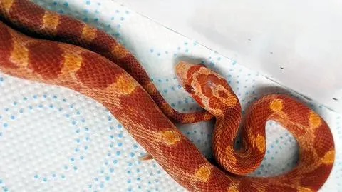 Okazało się, że to młody wąż zbożowy, który jest bardzo popularny w domowych hodowlach