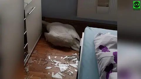 Łabędź przebił okno i wpadł do sypialni