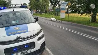 Zwierzęta zostały odłowione, nakarmione i wypuszczone
