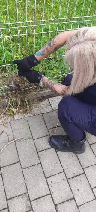 Jeża uwolnili uratowali strażnicy miejscy z Animal Patrolu w Łodzi 