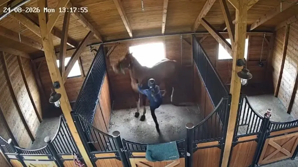 Bicie i kopanie koni na nagraniach