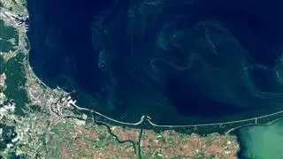Sinice w wodach Zatoki Gdańskiej