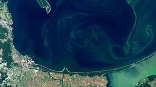 Sinice w wodach Zatoki Gdańskiej