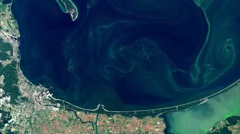 Sinice w wodach Zatoki Gdańskiej