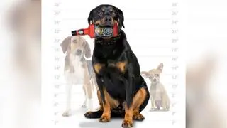 Pies z zabawką Bad Spaniels